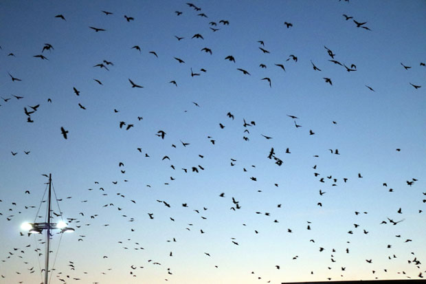 Грађани у страху: Небо над Јагодином се зацрни усред дана, а ево шта је разлог те појаве (ФОТО)